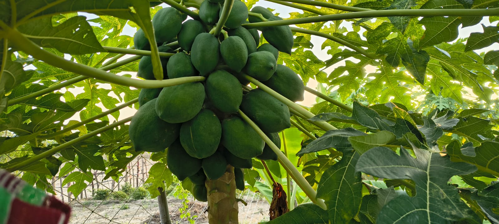 कच्चा पपीता खाने के फायदे